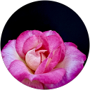 Sharmin sultana profile picture